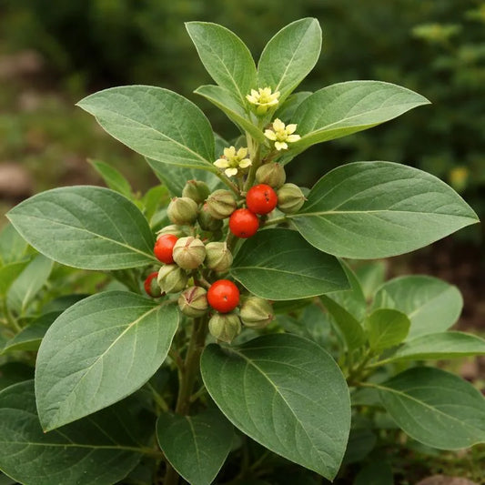 What Are Adaptogens? And Do They Actually Help Your Skin?