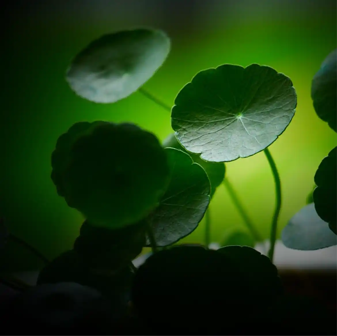 CENTELLA