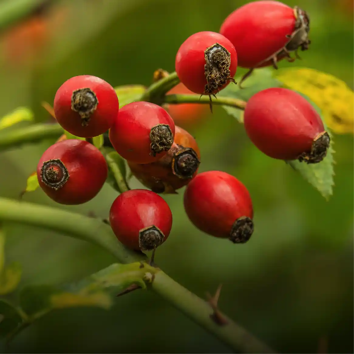 Rosehip